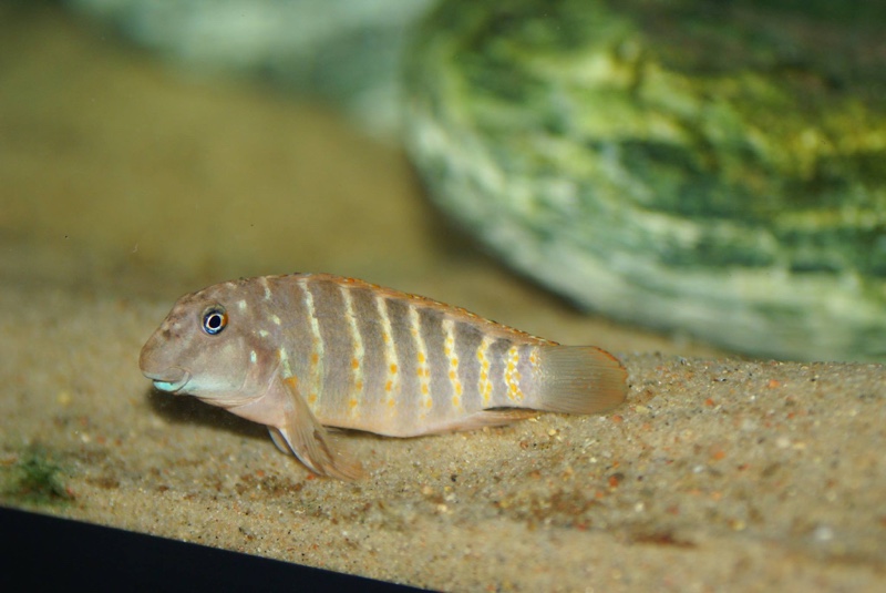 Eretmodus marksmithi 'Mzungu Beach'